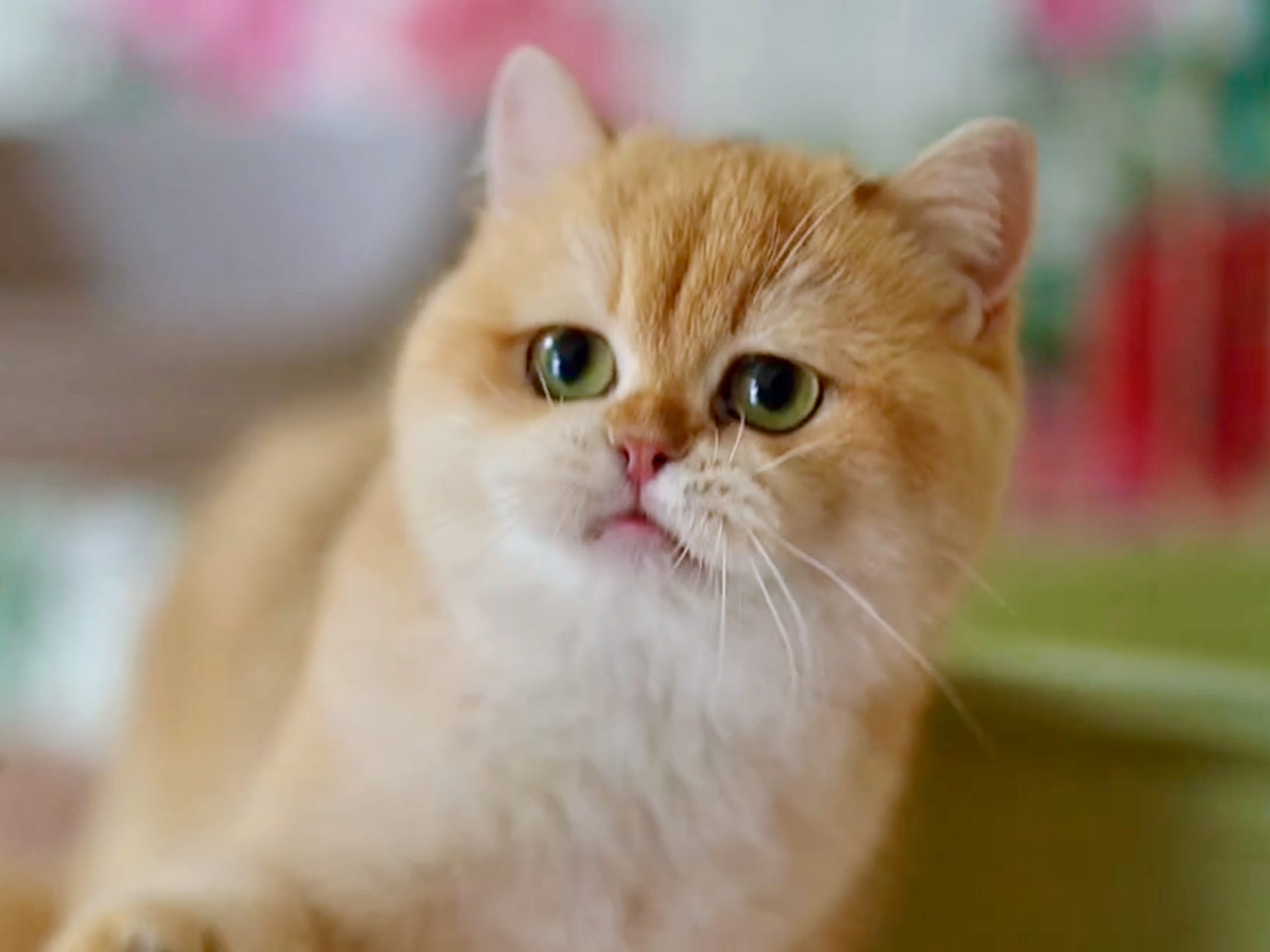 Breeding Plan For Beautiful British Shorthair And British Longhair Cat - British Shorthair for sale & British Longhair Kittens for sale